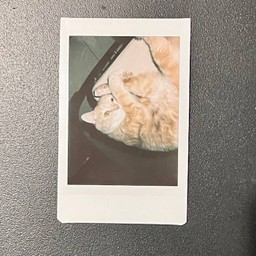 เซกิตุ่น