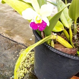 ร้านโจ๊กหมู&เครื่องดื่ม(ซ.10เพชรเกษม)