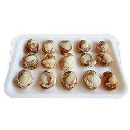 หอยเชลล์ ( ถาดเล็ก)
