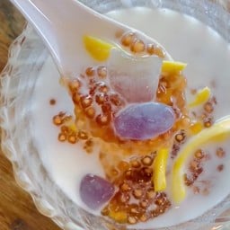 สาคูต้นพัทลุง