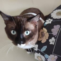 ร้านตัวแม่ ไม่มีสาขา