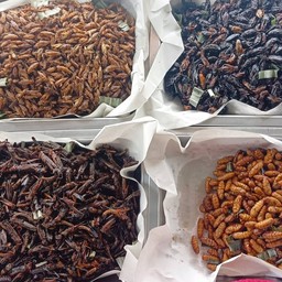 ชุดแมลงทอดรวม 4 อย่าง