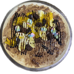 เรนโบว์