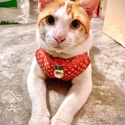 เจ้าของร้านโจ๊กแมวทอง