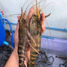 กุ้งแม่นำ้ไซส์ใหญ่