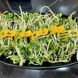 ต้นอ่อนทานตะวัน