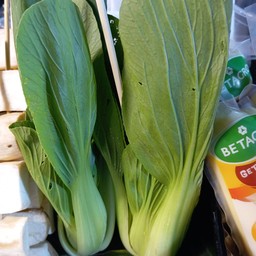 ผักกาดฮ่องเต้ไม้ละ