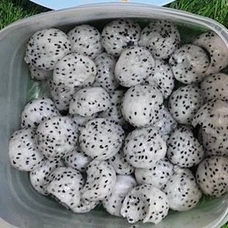 แก้วมังกร