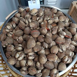 หอยแครงชุดใหญ่