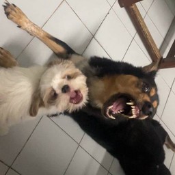 ทิปให้เดิมพันการต่อสู้