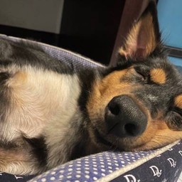 ทิปน้อนกาแฟหลับแบบใดห์