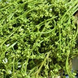 ดอกผักกระเดาลวก