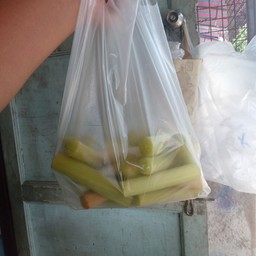 สายบัว