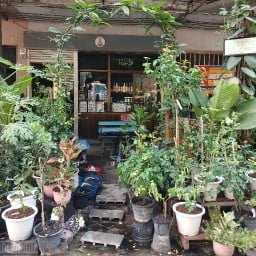 ปี่ฟางกาแฟ