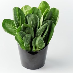 กวางตุ้ง