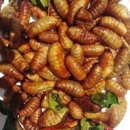 ด้วงสาคูทอด(ด้วงมะพร้าว)