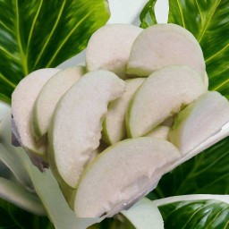 ฝรั่ง พร้อมทาน