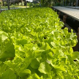 ผักสดออแกนิค