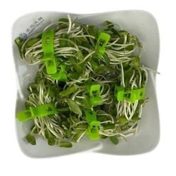 ต้นอ่อนทานตะวัน