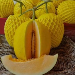 เมล่อนปาลิวสีทอง(สีส้ม)