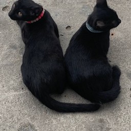 ทิปเด็กแฝด ก๊วยเจ๋ง+หมูกรอบ