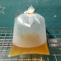 น้ำเก็กฮวยแก้วโอ่ง   แยกน้ำแข็ง