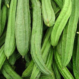 บวบเหลี่ยม