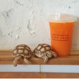 น้ำผลไม้รวมคั้นสด