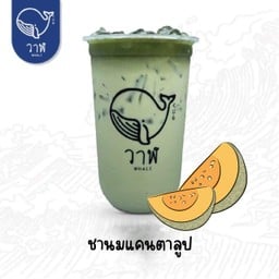 นมสดแคนตาลูป