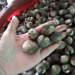 น้องมะนาว หอยแครงลวก