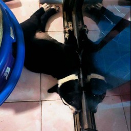 เกาพุงน้องหมา(เฒ่าแก่)
