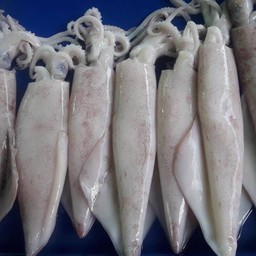 ปลาหมึกกล้วยสด1กิโล