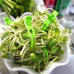 ต้นอ่อนทานตะวัน