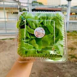 สลัดโรลปูอัด