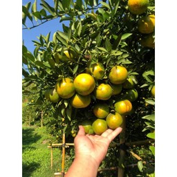 ส้มสายน้ำผึ้งเบอร์5/7-8ลูกต่อ1กิโลกรัม