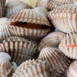 หอยแครง