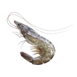 กุ้ง 2 ตัว