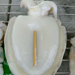 หมึกกระดอง