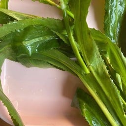 ผักชีใบเลื่อย