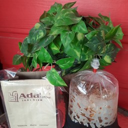 โอเลี้ยง