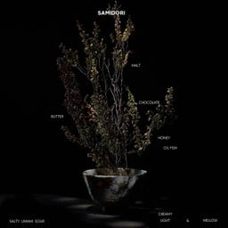 Samidori (dirty)