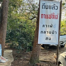 กาแฟลิเช ใต้ป่าสน