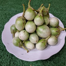 มะเขือขาว