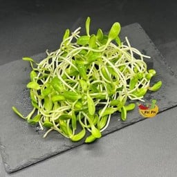 ต้นอ่อนทานตะวัน 豆苗