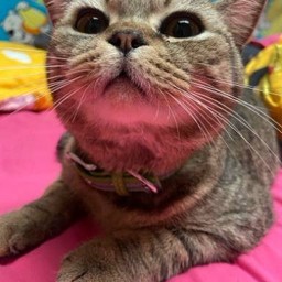 ไทเกอร์