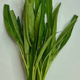 ผักบุ้ง