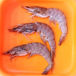 กุ้งสด