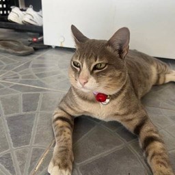 สายหมอก