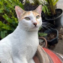 สมถุยย แมวข้างบ้าน