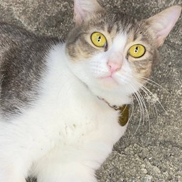 ขนมผิงค่ะ (ทิปค่าขนมน้อง)